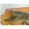 Image 3 : WALL MOUNT (NORTHERN PIKE) *PLAQUE 42” LONG*