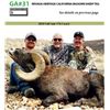Image 1 : NEVADA HERITAGE CALIFORNIA BIGHORN SHEEP TAG
