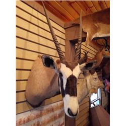 AFRICAN GEMSBOK SHOULDER MOUNT *TROPHY SIZE*