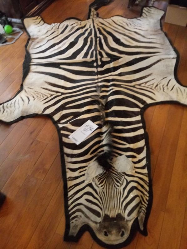 AFRICAN ZEBRA HIDE/RUG EXCEPTIONAL SIZE & GRADE