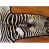 Image 2 : AFRICAN ZEBRA HIDE/RUG EXCEPTIONAL SIZE & GRADE