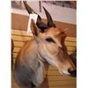 Image 1 : LIVINGSTONE ELAND/SHOULDER MOUNT