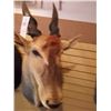 Image 2 : LIVINGSTONE ELAND/SHOULDER MOUNT