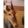 Image 3 : LIVINGSTONE ELAND/SHOULDER MOUNT