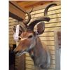Image 1 : 60 INCH GREATER KUDU/SHOULDER MOUNT