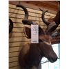 Image 2 : 60 INCH GREATER KUDU/SHOULDER MOUNT