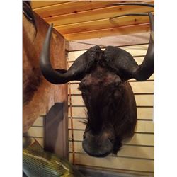 BLACK WILDEBEEST/SHOULDER MOUNT