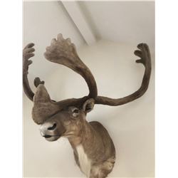 OUTSTANDING NORTH AMERICAN  CARIBOU SHOULDER MOUNT