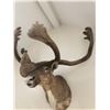 Image 1 : OUTSTANDING NORTH AMERICAN  CARIBOU SHOULDER MOUNT