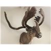 Image 2 : OUTSTANDING NORTH AMERICAN  CARIBOU SHOULDER MOUNT