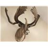 Image 3 : OUTSTANDING NORTH AMERICAN  CARIBOU SHOULDER MOUNT