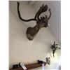 Image 4 : OUTSTANDING NORTH AMERICAN  CARIBOU SHOULDER MOUNT