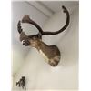Image 5 : OUTSTANDING NORTH AMERICAN  CARIBOU SHOULDER MOUNT