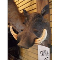 MALE WART HOG/SHOULDER MOUNT