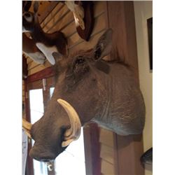 FEMALE WARTHOG/SHOULDER MOUNT