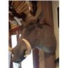 Image 1 : FEMALE WARTHOG/SHOULDER MOUNT