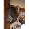Image 2 : FEMALE WARTHOG/SHOULDER MOUNT