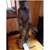 Image 1 : CHACMA BABOON/FULL MOUNT