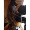 Image 2 : CHACMA BABOON/FULL MOUNT