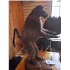 Image 3 : CHACMA BABOON/FULL MOUNT