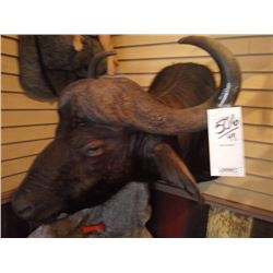 CAPE BUFFALO/SHOULDER MOUNT