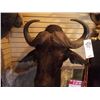 Image 2 : CAPE BUFFALO/SHOULDER MOUNT
