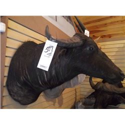 WATER BUFFALO/SHOULDER MOUNT
