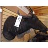 Image 1 : WATER BUFFALO/SHOULDER MOUNT
