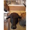 Image 2 : WATER BUFFALO/SHOULDER MOUNT