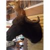 Image 3 : WATER BUFFALO/SHOULDER MOUNT