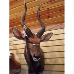 NYALA/SHOULDER MOUNT