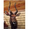 Image 1 : NYALA/SHOULDER MOUNT