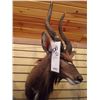 Image 2 : NYALA/SHOULDER MOUNT