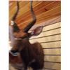 Image 3 : NYALA/SHOULDER MOUNT