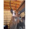 Image 1 : WATERBOK OR WATER BUCK/SHOULDER MOUNT