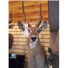 Image 2 : WATERBOK OR WATER BUCK/SHOULDER MOUNT