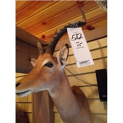 IMPALA/SHOULDER MOUNT