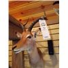 Image 2 : IMPALA/SHOULDER MOUNT
