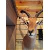 Image 3 : IMPALA/SHOULDER MOUNT