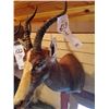 Image 1 : BLESBOK OR BLESBUCK/SHOULDER MOUNT