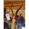 Image 2 : BLESBOK OR BLESBUCK/SHOULDER MOUNT