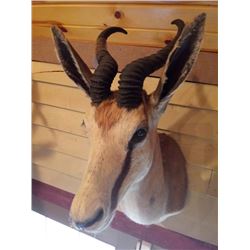 SPRINGBOK OR SPRING BUCK/SHOULDER MOUNT