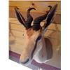Image 1 : SPRINGBOK OR SPRING BUCK/SHOULDER MOUNT