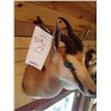 Image 2 : SPRINGBOK OR SPRING BUCK/SHOULDER MOUNT