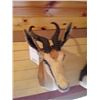 Image 3 : SPRINGBOK OR SPRING BUCK/SHOULDER MOUNT