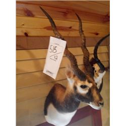 BLACKBUCK/SHOULDER MOUNT