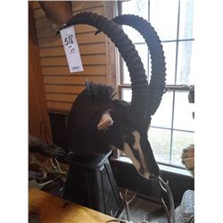 OUTSTANDING AFRICAN SABLE/ON A STAND /FLOOR MODEL