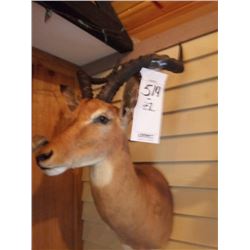 IMPALA/SHOULDER MOUNT