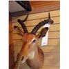 Image 2 : IMPALA/SHOULDER MOUNT