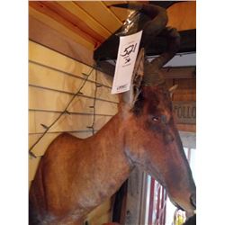 RED HARTEBEEST/SHOULDER MOUNT